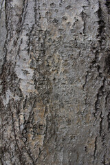 Closeup texture of natural tree bark background. Rough surface of trunk.