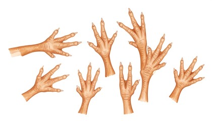 Depiction of multiple bird feet, isolated against white. Detailed, realistic rendering showcasing claws