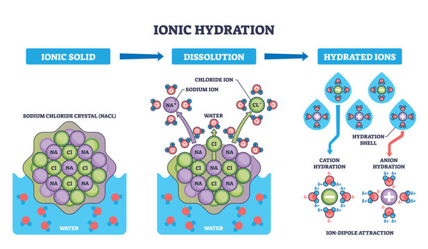Ionic hydration process shown stepwise, Naand and Cl dissolve as water molecules form hydration shells, illustrating ion dipole attraction and dissolution stages. Outline diagram