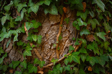 Close-up texture of tree bark showing natural pattern, rough surface, and organic details. Nature,...
