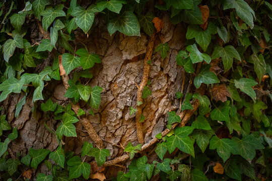 Close-up texture of tree bark showing natural pattern, rough surface, and organic details. Nature, wood, eco-themed designs.