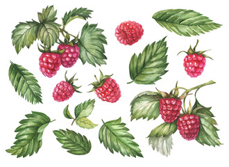 Watercolor raspberry, hand drawn illustration of berries and leaves isolated on a white background.