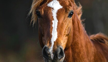 Obraz premium Close-up shot of a brown horse with a white blaze on its forehead, facing directly forward, eyes focused