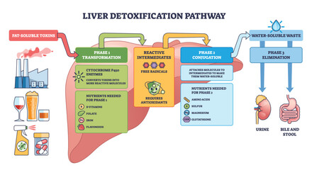 Liver detox pathway illustration shows Phase 1 3, transform toxins, conjugate, eliminate, key objects, liver, kidney, intestine with arrows. Outline diagram