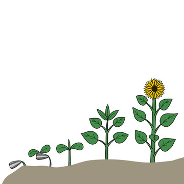 vector illustration of a flower