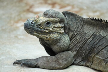 Rhinoceros iguana