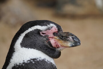 Humboldt penguin