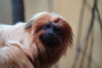 Golden lion tamarin