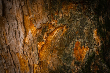 Close-up texture of tree bark showing natural pattern, rough surface, and organic details. Nature, wood, eco-themed designs.