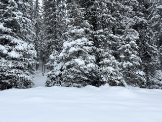snowy winter landscape with snow covered pine forest and clear snowdrift. snowy pine forest background with copy space