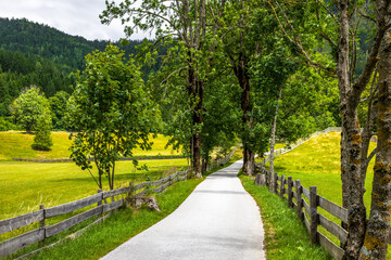 scenic pathway through lush green landscape with alley of trees, rustic fence and bright fields with rolling hills. countryside road