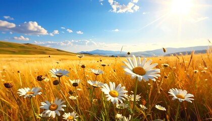 Field of daisies under a bright sun and blue sky with light clouds, golden grass, and distant hills