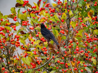 Eine Amsel auf einem herbstlich gefärbtem Baum