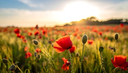 Field of red poppies in golden hour with sun rays peeking through, evoking warmth and serene natural beauty