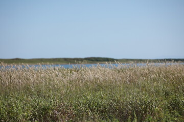 サロマ湖畔のススキ