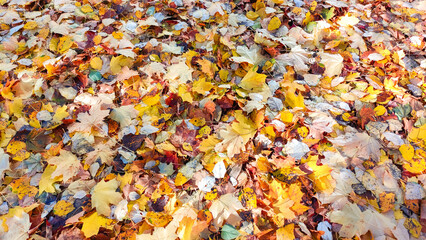 A vibrant, colorful autumn background of orange, yellow, and red leaves. Top view.