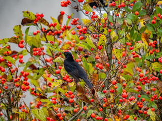 Eine Amsel auf einem herbstlich gef&auml;rbtem Baum