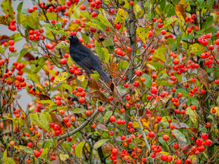 Eine Amsel auf einem herbstlich gefärbtem Baum
