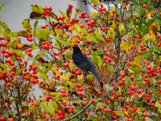 Eine Amsel auf einem herbstlich gefärbtem Baum