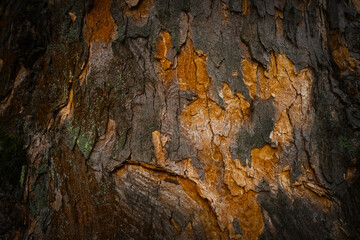 Close-up texture of tree bark showing natural pattern, rough surface, and organic details. Nature, wood, eco-themed designs.