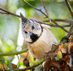 Crested tit © Mikhail