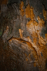 Close-up texture of tree bark showing natural pattern, rough surface, and organic details. Nature, wood, eco-themed designs.