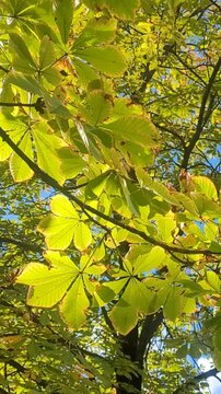 Chestnut leaves on a tree in the wind, early autumn season