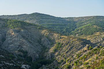 Spring forest where a telephoto lens compresses flowers from different planes into a uniform floral explosion