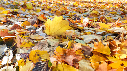 A vibrant, colorful autumn background of orange, yellow, and red leaves