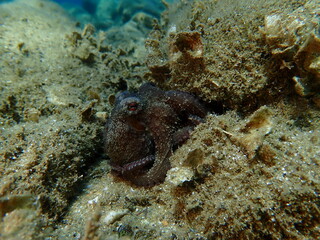 Common octopus (Octopus vulgaris) hunting, Aegean Sea, Greece, Halkidiki, Pirgos beach