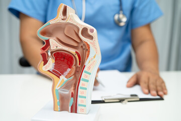 Asian doctor with nasal oral throat cavity neck human anatomy model for study diagnosis and...
