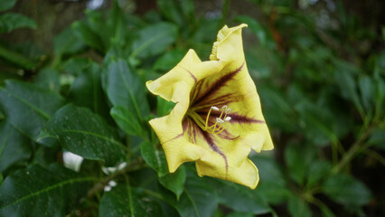 Solandra maxima in full bloom outdoors in spain, showcasing its vibrant yellow petals and lush green leaves, creating a striking botanical scene.