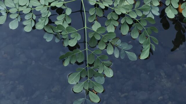 Moringa, Moringa leaves are leaves that come from the Moringa tree (Moringa oleifera). Move slowly on the water