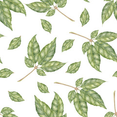 Watercolor Korean Ginseng Botanical Leaf Pattern. Delicate watercolor painted in natural green tones. Perfect for fabric prints, stationery, packaging, skincare branding, organic aesthetics