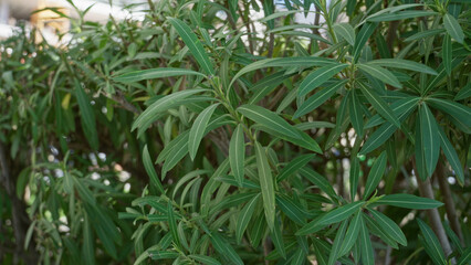 Lush green leaves of oleander plant found outdoors in sunny torrevieja spain showcasing nature's beauty and vitality