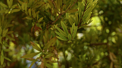 Green leaves of a tree in sunny torrevieja, spain showcasing vibrant foliage under natural outdoor light in a picturesque setting.