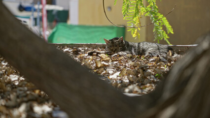 Cat resting among fallen leaves on a sunny day, surrounded by trees and natural outdoor setting, creating a serene, peaceful atmosphere under the warm sunlight.