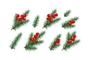 Set of realistic pine branches and red berries isolated on white background. Traditional festive decoration elements for Christmas and New Year design. Vector illustration.