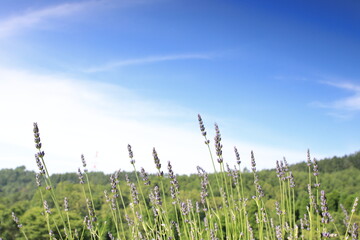 青空とラベンダー