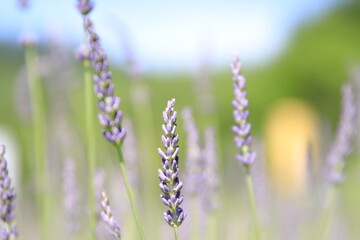 満開のラベンダー