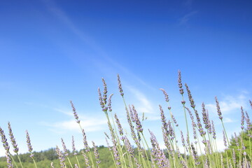 広がる青空とラベンダー