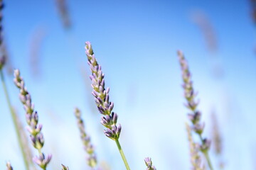 ラベンダーと青空
