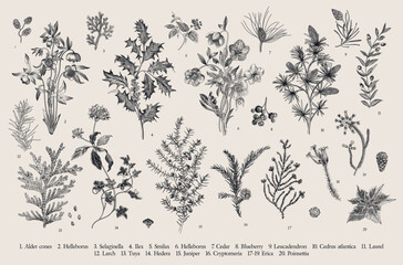 The Winter flora. Set of floral vector vintage elements. Part two. Black and white