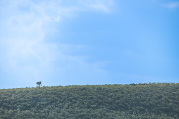 Holographic forest effect created by compressing multiple planes of semi-transparent vegetation