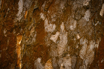 Close-up texture of tree bark showing natural pattern, rough surface, and organic details. Nature, wood, eco-themed designs.
