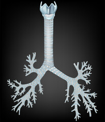 Realistic medical illustration showing the human trachea and bronchial tree structure. Detailed anatomy of the respiratory system, including tracheal rings, main bronchi, and branching bronchioles