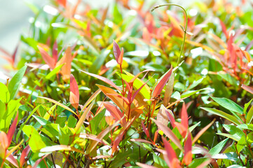 christina or aglaonema christina plant or orange leaf or pink leaf