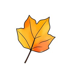 yellow maple leaf watercolor illustration