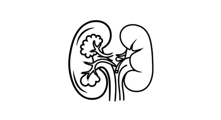 Detailed illustration of the human kidney anatomy for medical study.