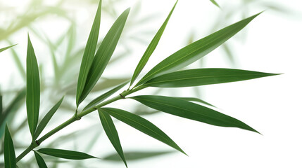 Obraz premium Minimalist Green Bamboo Leaves with Soft Natural Light Background 